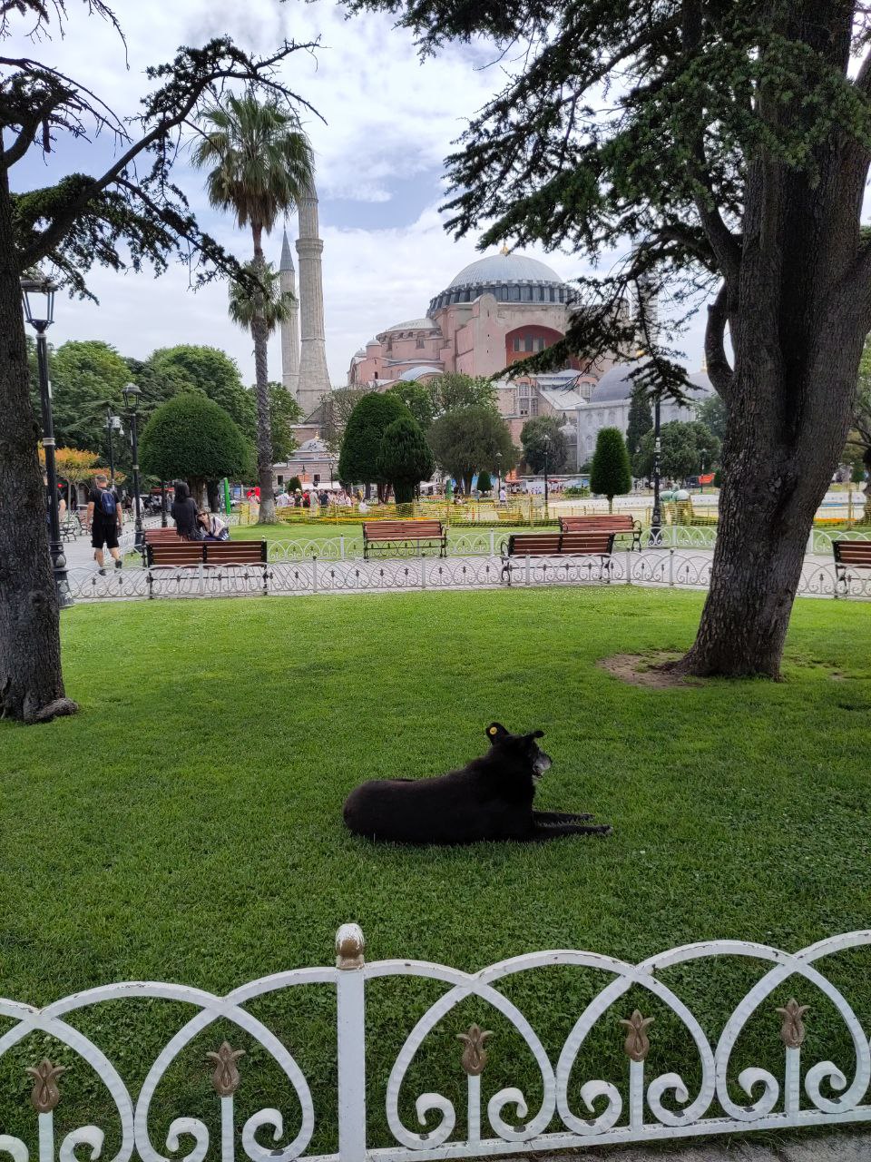 Dog laying in the sun in front of the blue mosque