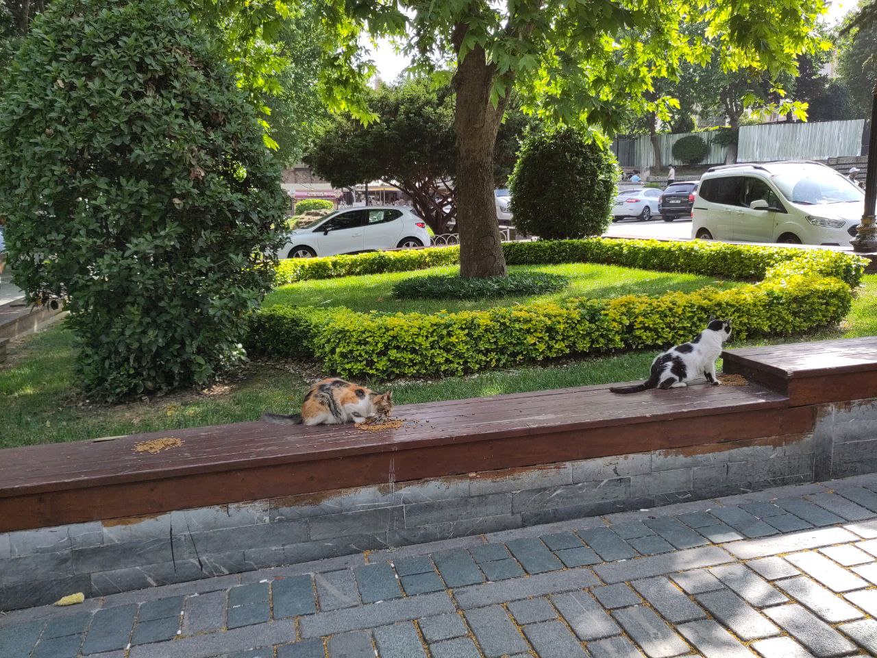 Cats are fed in various places and food for them lays around some times